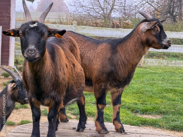 Obraz Two brown and black goats with horns standing on a wooden platform in a grassy farm field.