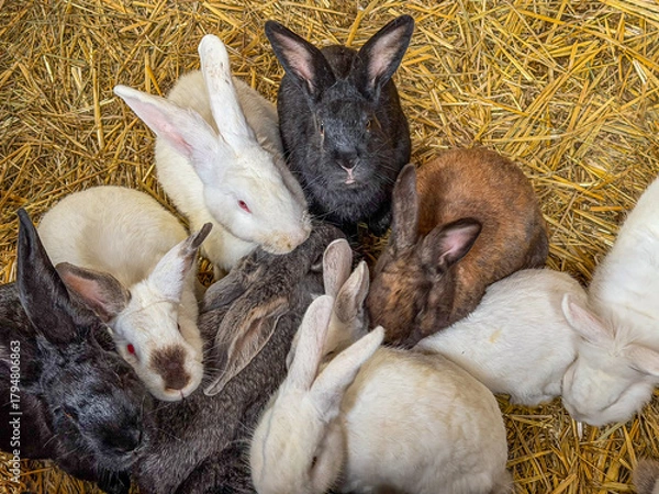 Obraz A group of rabbits of various colors cuddling together on straw in a cozy farm setting