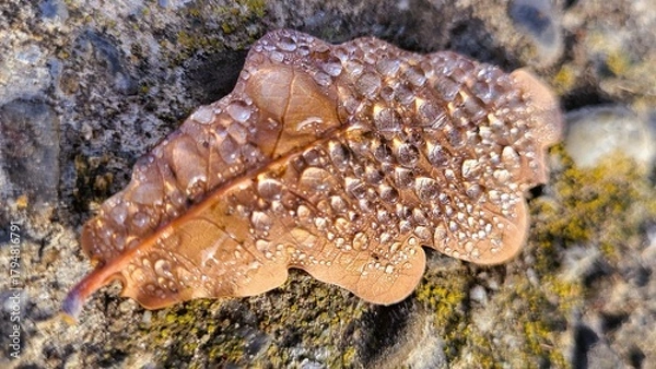 Fototapeta A detailed close-up of a natural brown autumn leaf lying on the forest ground, beautifully covered with numerous sparkling dewdrops