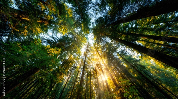 Fototapeta Golden Sunlight Rays Shining Through a Vibrant Forest Canopy – Lush Greenery, Warm Light Beams, and Serene Woodland Atmosphere