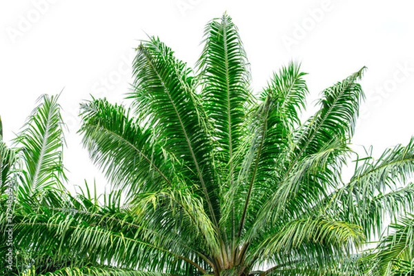 Fototapeta close up green palm tree on white background