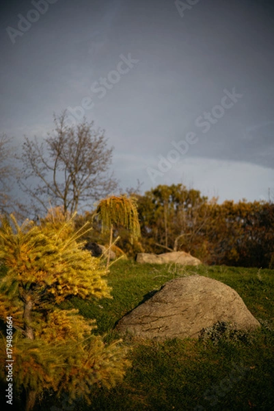 Obraz landscape with trees