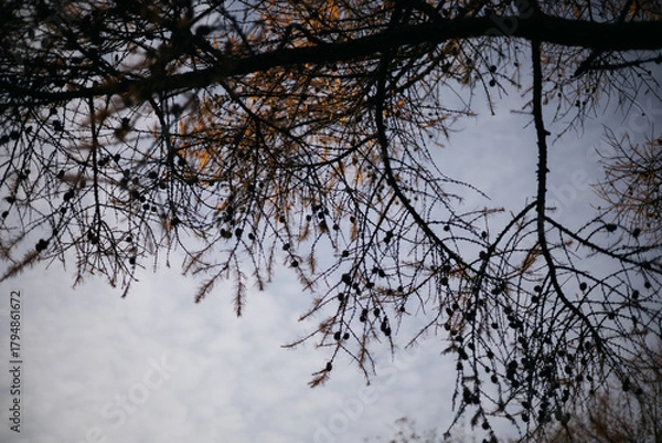 Obraz trees in winter