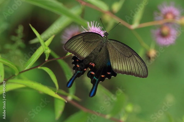Obraz カラスアゲハの仲間　Chinese peacock