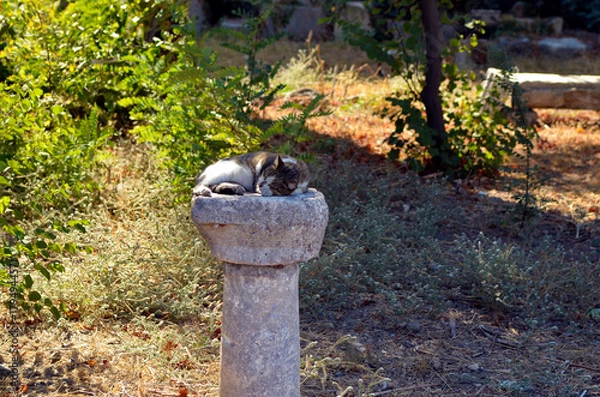 Obraz Greece, Kos, Cat