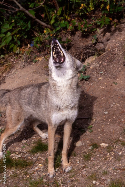 Fototapeta Closeup of a Coyote howling