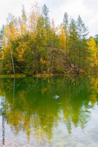 Obraz Jesienna kaczuszka 2025