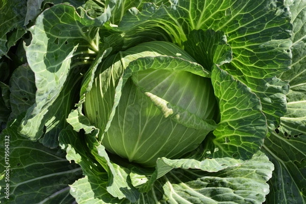Fototapeta 無農薬栽培のキャベツ畑