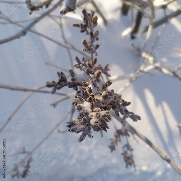 Fototapeta frost on branches