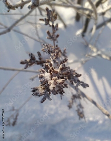 Fototapeta snow covered branches