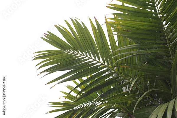 Fototapeta green palm tree