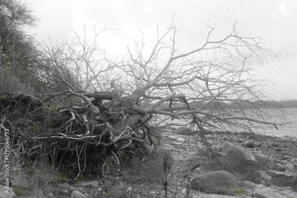 Obraz Triebgut - Strandszenen im Herbst von Treib- und Triebgut