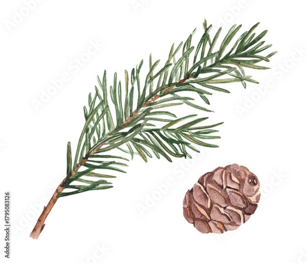 Fototapeta Pine or Fir Branch and cone set. Watercolor Hand painted illustration of Winter forest plant with green needles on white background. Pine or Spruce Twig For Christmas design, festive decor, packaging