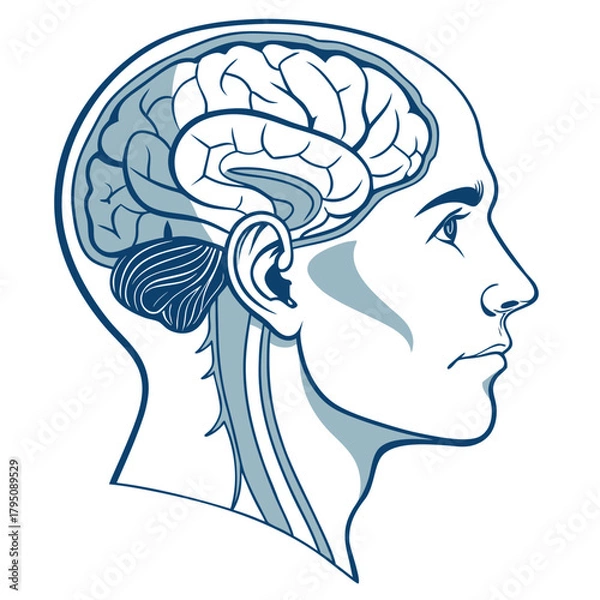 Obraz Illustration of a human head with the brain visible, the brain is the control center of the body, responsible for thought, memory, and movement