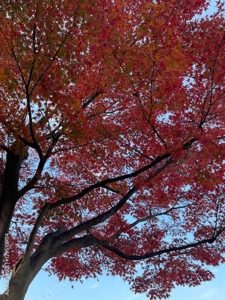 Fototapeta red maple tree