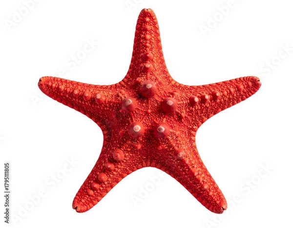 Fototapeta  Red Starfish with Natural Texture, Top View, Isolated on Transparent Background, Generative AI