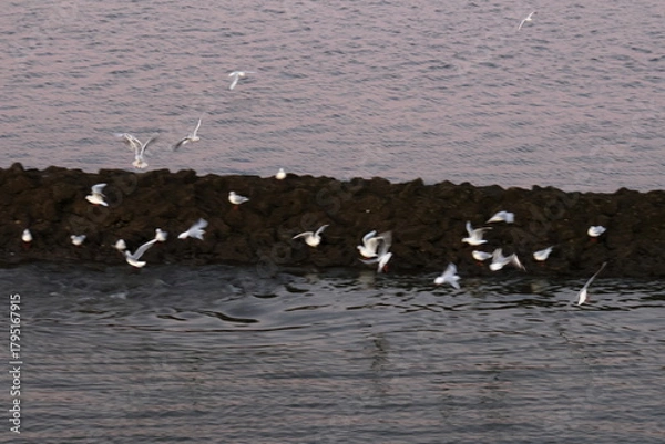 Fototapeta black-headed gull