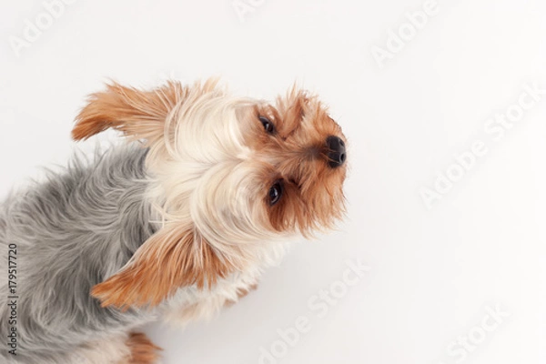 Obraz ヨークシャーテリア