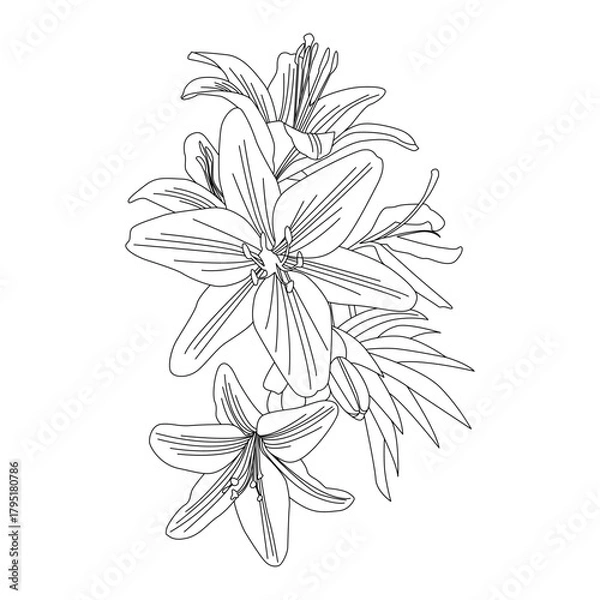 Obraz Lily Line Art. Flower Coloring Page. Botanical vector illustration.