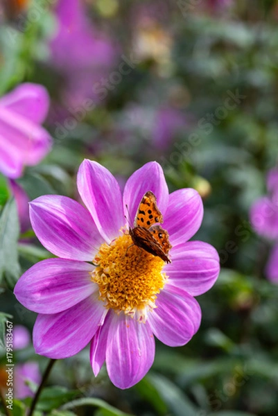 Obraz ピンク色のダリアの花で吸蜜するキタテハ