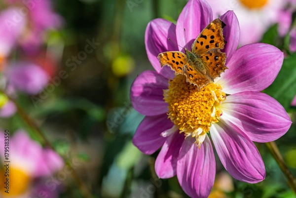 Obraz ピンク色のダリアの花で吸蜜するキタテハ