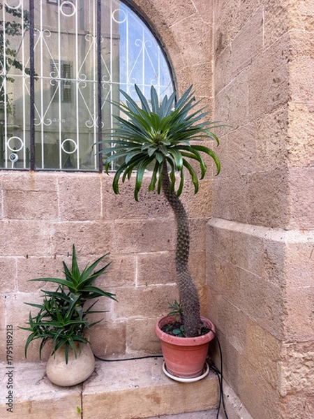 Fototapeta Two contrasting potted desert plants, a tall Madagascar palm and an agave, stand against a rough, historic stone wall with an arched window in an urban setting. Drip irrigation via rubber tubing