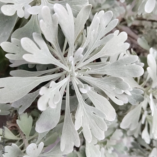 Obraz Soft silver foliage with delicate, feather-shaped leaves in a close-up view.