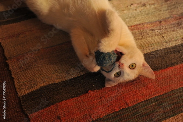 Fototapeta A white cat is playing with a ball of thread on the floor.
