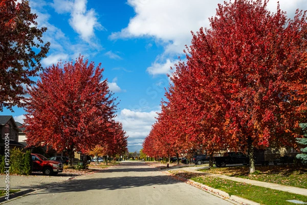Obraz Street trees in autumn, showing vibrant red and orange foliage, Hamilton, Ontario, Canada