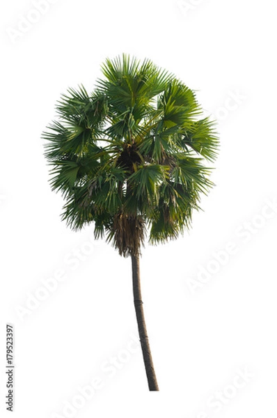 Obraz tree isolated on white background clipping paht