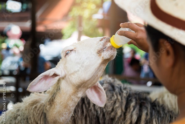 Obraz Goat is eating grass