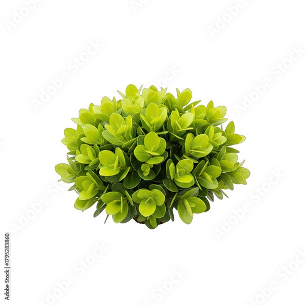 Fototapeta Isolated Bright Green Spherical Bush with Small Leaves Against a Pure White Background