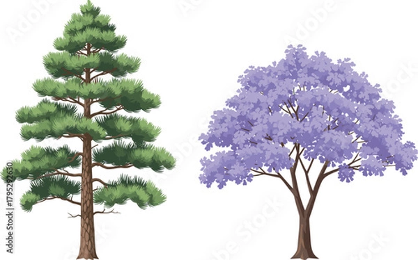 Fototapeta Coniferous pine tree and blooming jacaranda side by side, nature contrast, evergreen foliage, purple blossoms, landscape diversity, botanical beauty, seasonal bloom, tree comparison, floral harmony