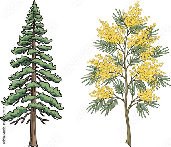 Fototapeta Coniferous pine tree and flowering mimosa tree illustration, botanical contrast, nature diversity, educational plant comparison, forest foliage, seasonal growth, green leaves, yellow blossoms, 
