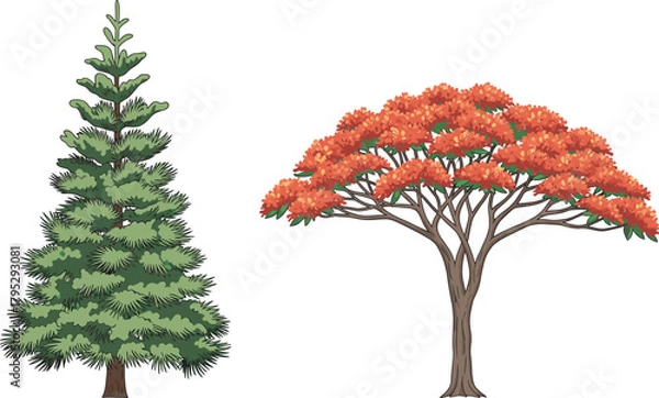 Fototapeta Coniferous tree and deciduous tree in autumn, seasonal foliage contrast, evergreen pine beside orange maple, nature landscape, forest diversity, botanical beauty, fall colors, tree comparison