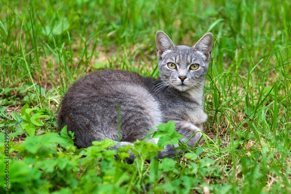 Fototapeta A beautiful grey tabby cat with striking yellow eyes lies peacefully in vibrant green grass, looking directly at the camera with a calm, curious gaze