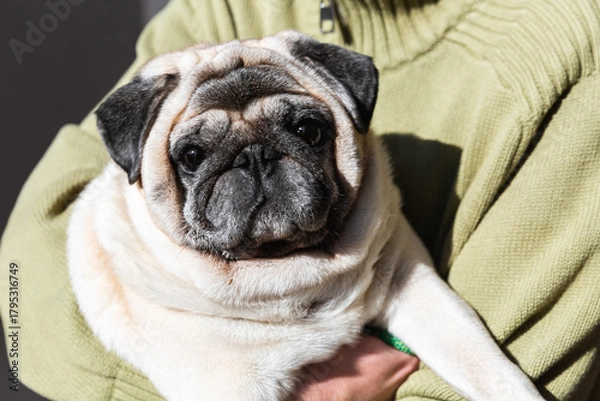 Fototapeta Pet owner holding a pug close in sunlight. The image symbolizes warmth, safety and emotional bond between human and pet.