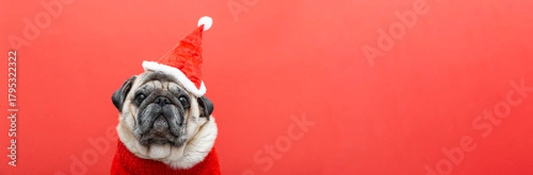 Fototapeta Dog pug wearing santa hat and red sweater on red background. Holiday season symbol showing joy, warmth and festive spirit through adorable pet portrait. Copy space, web banner