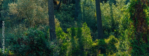 Obraz Lush hilly environment with different species of trees in green color gradations. National Park Montes de Malaga, Andalusia, Spain.