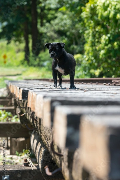 Fototapeta 線路の上を歩くパグ