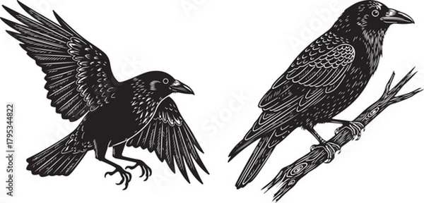 Fototapeta Detailed black and white illustration of two ravens one in flight with wings spread and the other perched on a branch