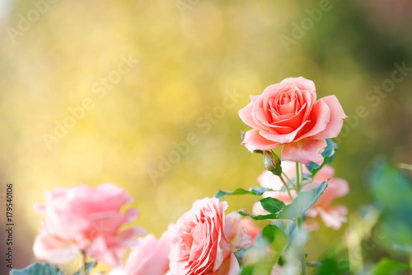 Obraz サーモンピンクのバラ