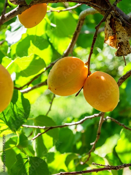 Fototapeta ripe apricot fruits close up on tree in garden