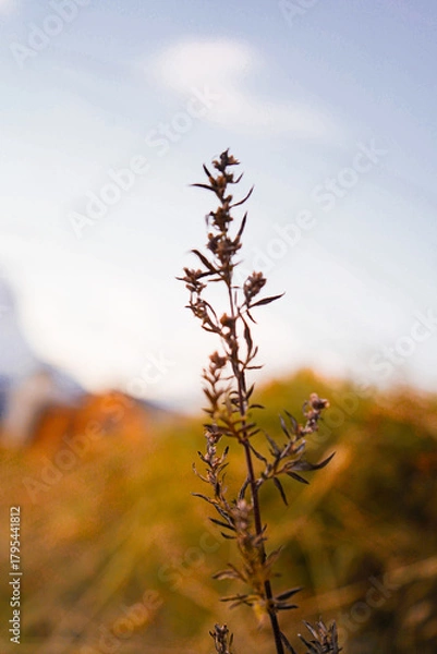 Obraz LES DEUX ALPES en automne