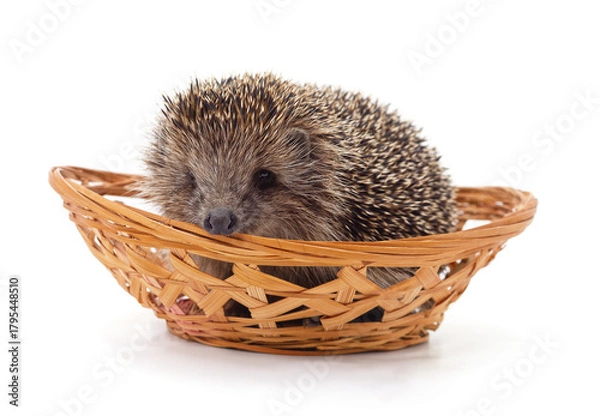 Obraz Hedgehog in wicker basket.