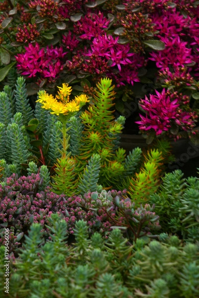 Obraz Yellow Stonecrop