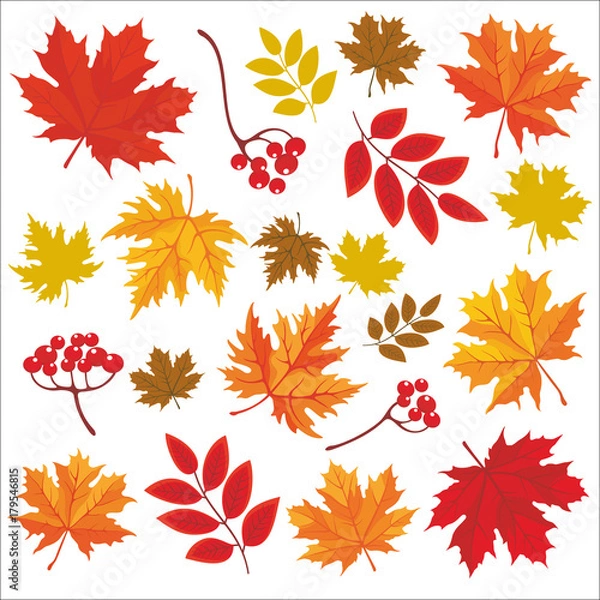 Fototapeta Isolated colored autumn leaves. Vector set of hand drawn llustrations on white background.