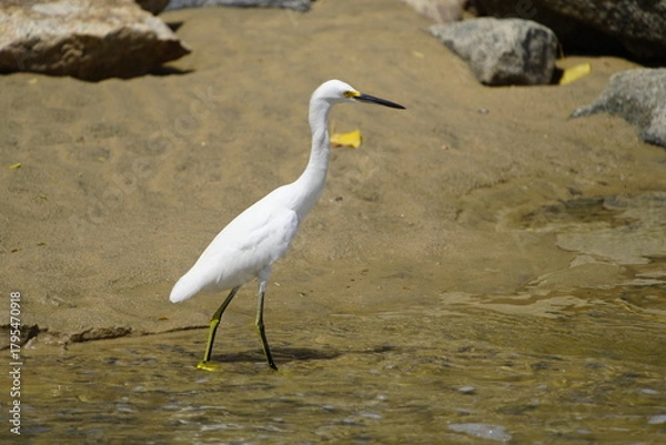 Fototapeta The cattle egret (Bubulcus ibis) is a cosmopolitan species of heron (family Ardeidae) found in the tropics, subtropics, and warm-temperate zones. Fortaleza – Ceará, Brazil.