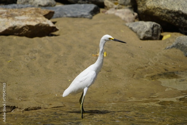 Fototapeta The cattle egret (Bubulcus ibis) is a cosmopolitan species of heron (family Ardeidae) found in the tropics, subtropics, and warm-temperate zones. Fortaleza – Ceará, Brazil.