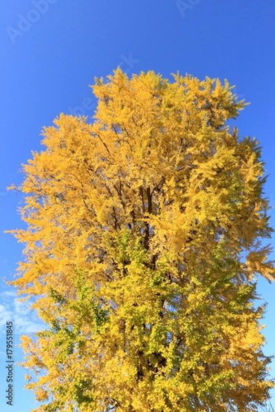 Fototapeta 黄金色のイチョウ